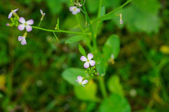La molecola antiossidante che aiuta le piante a “respirare”