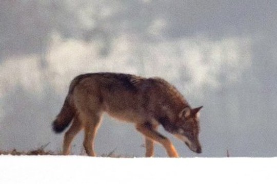 Old Wild Wolves: nuova luce sulla storia evolutiva dei lupi italiani