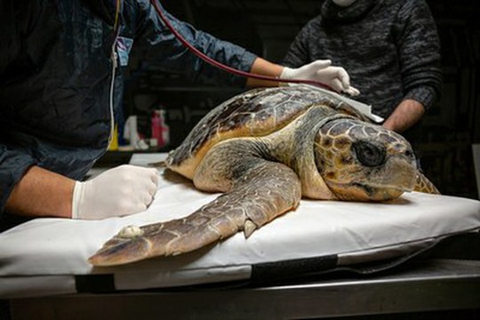 Plastica nell’Adriatico: le tartarughe marine sentinelle e vittime dell’inquinamento