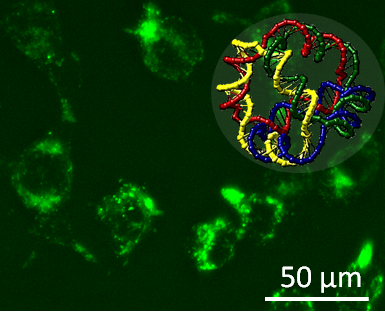 Microscopia a fluorescenza di cellule che hanno internalizzato spontaneamente nanostrutture di DNA autoassemblanti (un modello della nanostruttura è mostrato nell’inset)